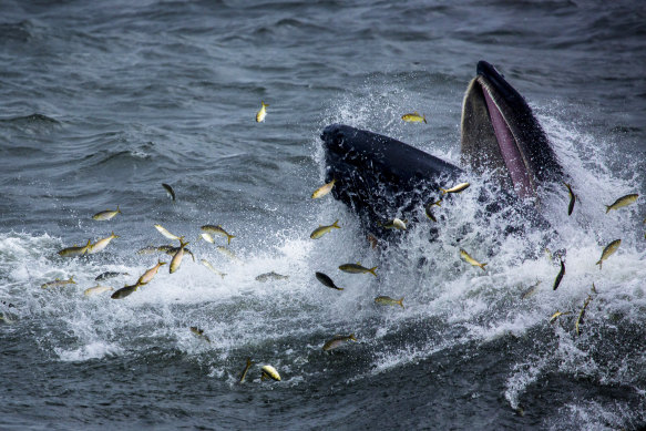 A humpback whale surfaces while lunge feeding on menhaden, a small fish, in the Atlantic.
