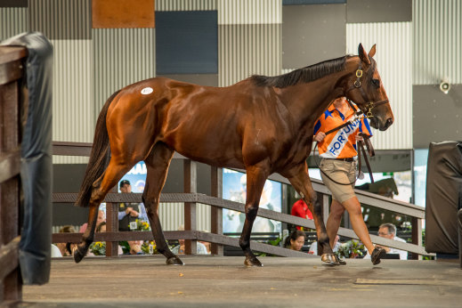 Melody Belle walks into the Magic Millions ring on Tuesday. She was bought by Yulong for $2.6 million to top the broodmare sale. 