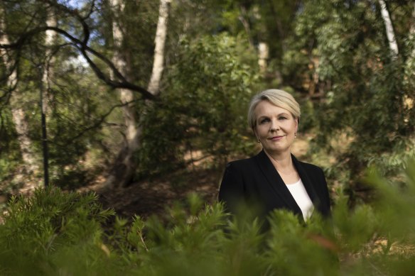 Tanya Plibersek is part of Labor’s Left faction, along with the Prime Minister Anthony Albanese.