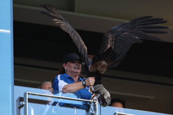 Auzzie the Wedge-tailed eagle is re-captured by a handler from a 3rd level corporate box.