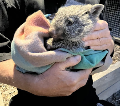 Wombat joey Hope survived more than three weeks without her mother, who was killed by unknown offenders.