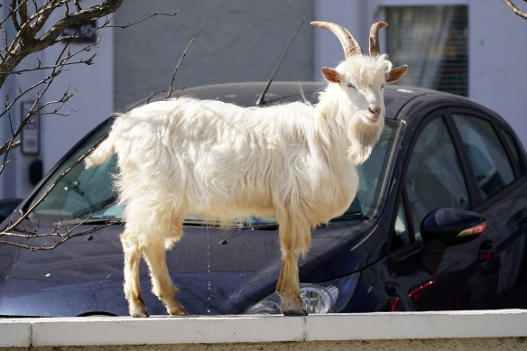 A mountain goat relieves itself while standing on a wall in the centre of the seaside town of Llandudno.