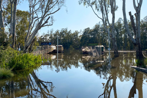 The Murray River creeps up in the Echuca port area.