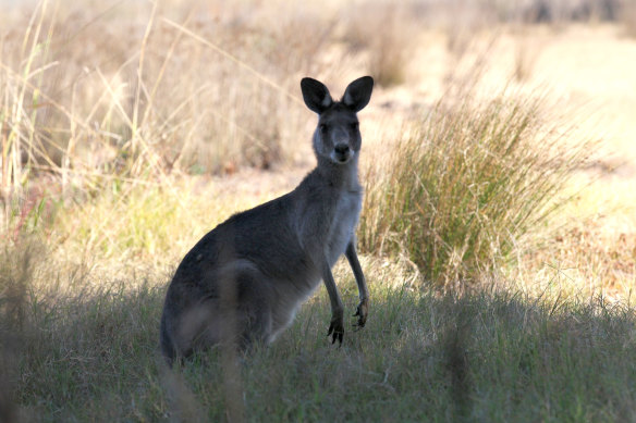 An Eastern Grey Kangaroo.