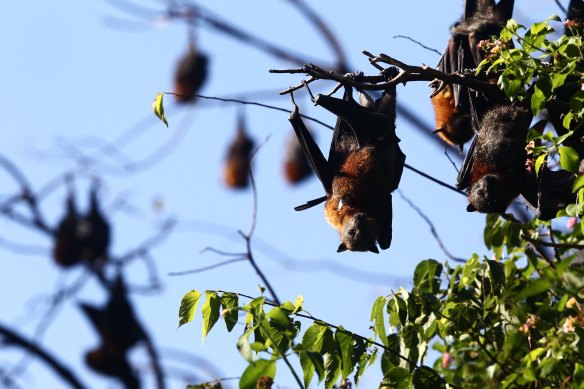 Researchers have confirmed land clearing has driven flying foxes into contact with horses, causing the spread of the deadly Hendra virus.