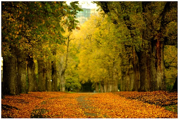 Autumn hues in Fitzroy Gardens.