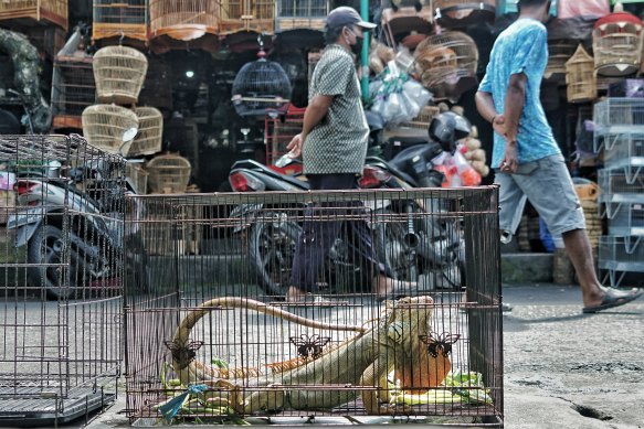 A live lizard is displayed for sale in a cage at the Satria market in Bali, Indonesia.