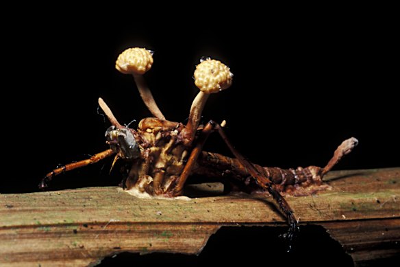 A Cordyceps fungus kills its insect host in Peru. 