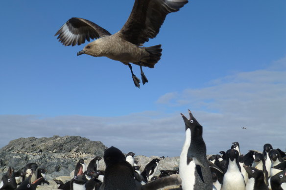 Bird flu can spread quickly between species, which is a risk for the wildlife in Antarctica such as these penguins and skuas. 