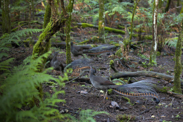 Superb lyrebirds on the forest floor