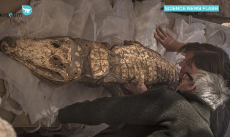 Mummified crocodiles found in a tomb in Egypt.