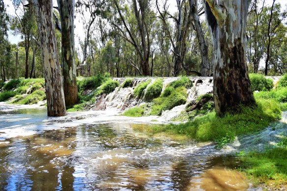 Water flowing from the Murray River over a levee into the Aquatic Centre in central Echuca.