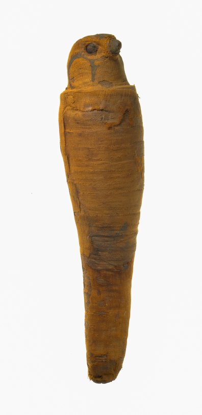 A mummified falcon dating back to 30 BCE–395 CE.