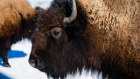 There are now more than 30 bison at the Wanuskewin Heritage Park near Saskatoon. They were reintroduced to the site after being driven to near extinction 150 years ago.