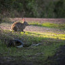Digital maps to drive out rascally rabbits from Phillip Island