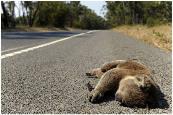 A dead koala in Gippsland, Victoria.