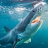 A great white off the Neptune Islands, Spencer Gulf, South Australia.