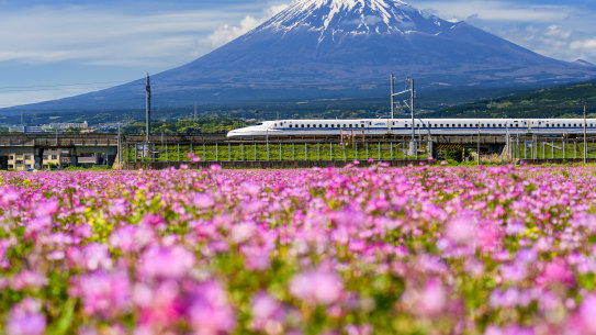 A bullet train runs past Japan’s Mt. Fuji in spring
