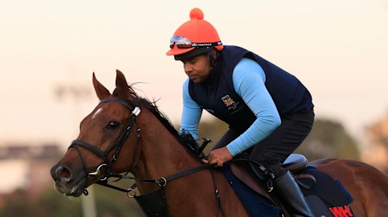 Safid Alam rides Addeybb in a track gallop at Canterbury on Thursday.