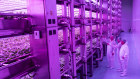 Stacked Farm is planning to rapidly expand how much fresh produce it harvests. 