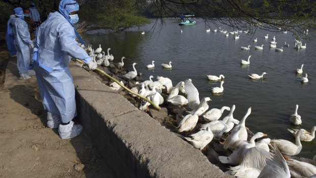Health workers in protective suits arrive to cull birds following reports of bird flu at the Sanjay Lake Park in Mayur Vihar area of New Delhi.