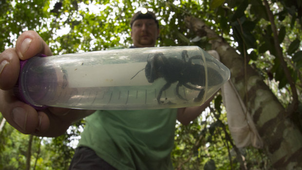 Wyman holds the rediscovered bee in a capsule.