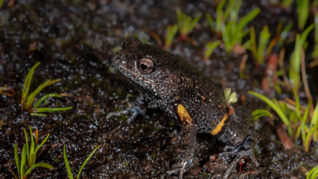 A martin’s toadlet is a critically-endangered species of frog that lives in eastern Victoria. 