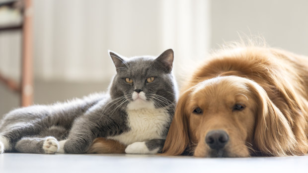 Australians’ pet ownership has boomed since lockdowns began in 2020. 