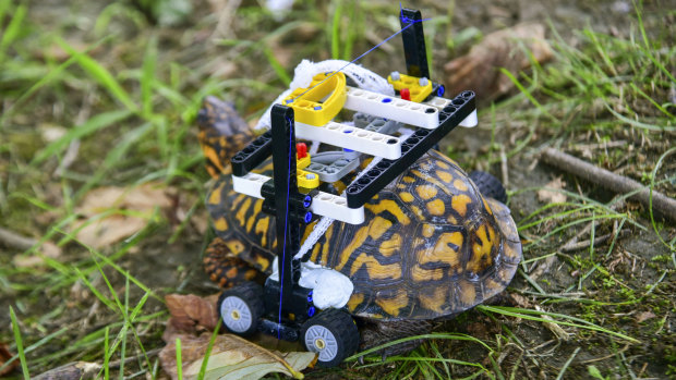 A wild turtle with a broken shell gets around on a wheelchair made of Lego pieces.
