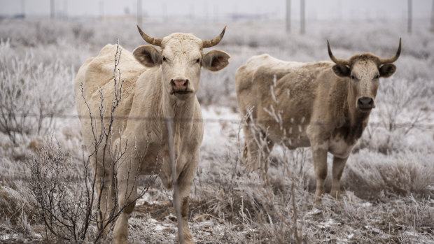 A pair of bulls roam a field as they graze with the rest of their herd in Midland, Texas.