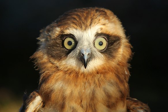 Boobooks, like this baby Southern boobook, are dying in large numbers from eating poisoned rodents.