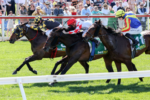 Grand Pierro ridden by Craig Williams (far left) soars to victory in the Geelong Classic.