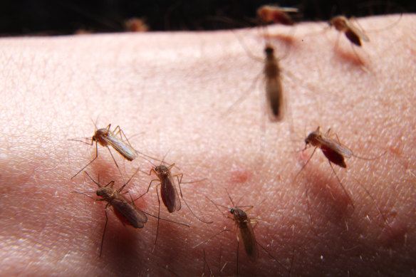 Councils around south-east Queensland have stepped up mosquito management activities after recent flooding and the discovery of Japanese Encephalitis in the region.