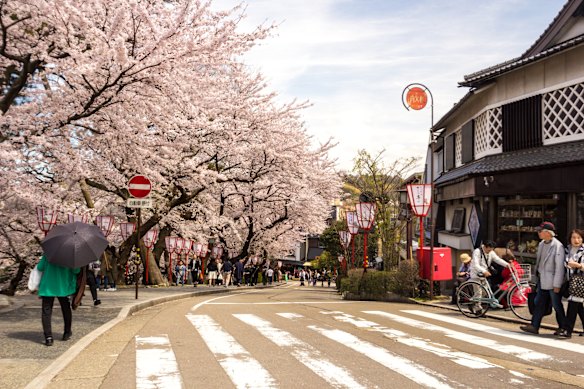 Cherry blossom season in Kanazawa.