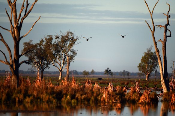 The world-famous Macquarie Marshes depend on closely managed environmental flows.