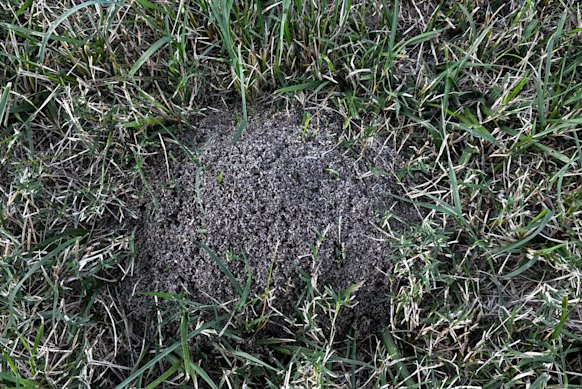 A photo taken by a resident of a nest believed to contain fire ants at Musgrave Park in South Brisbane.