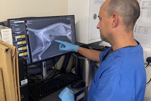 Vets are hopeful the gliders will survive despite being left outside during the Scottish winter.