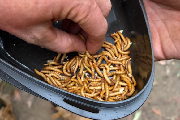 Survival might entail snacking on live meal worms. Try stopping at one.