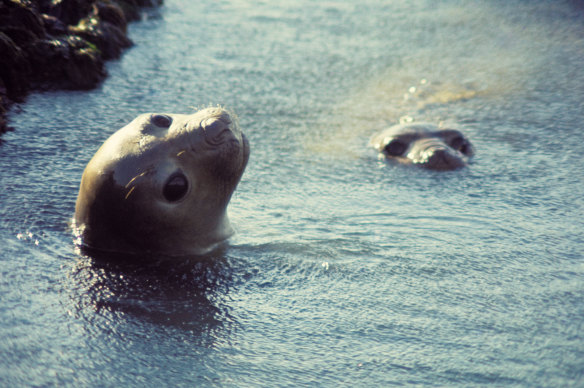 Young elephant seals in Peninsula Valdes, Argentina.