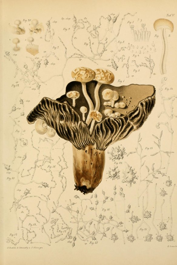 A drawing of Nyctalis asterophora by Brefeld in 1889.
