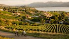 Cycling past vineyards on the Kettle Valley Railway between Penticton and Naramata.