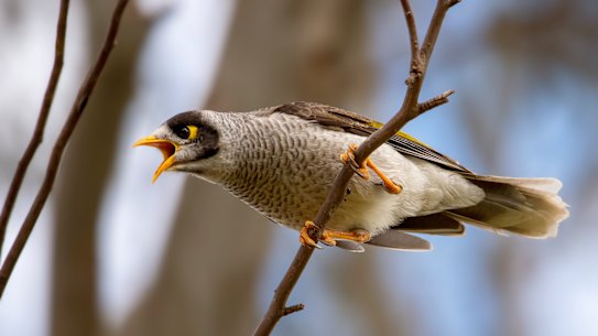 The native noisy miner bird is a menace in urban environments, pushing out other, less noisy, native birds.