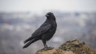 Crows don’t think humans all look alike. In fact, they never forget a face.
