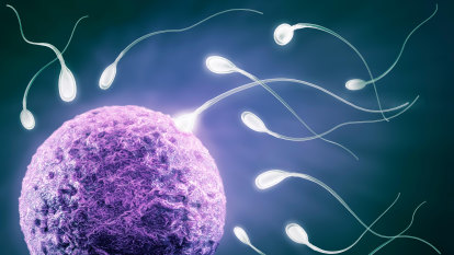 No register for private sperm donors after Victorian government rejects suggestion