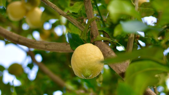 Many citrus trees, including lemons, are at their best right now.