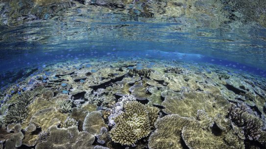 Corals are a keystone species in the Great Barrier Reef, and support vibrant fish populations and other marine life. 