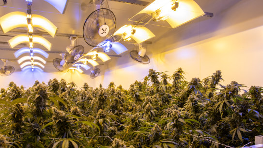 Little Green Pharma's south west medical cannabis facility.