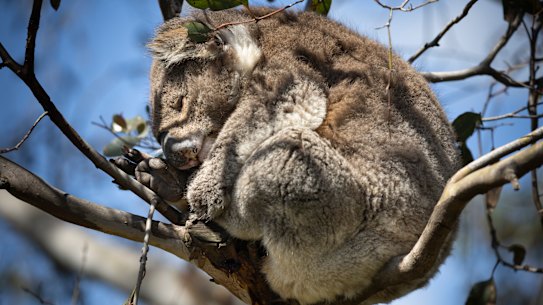A koala photographed last month on French Island, in an almost-denuded tree.