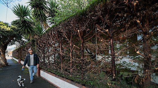 Prahran reident Phil Portellos and his dog Bandito on front of a decades-old hedge Stonnington Council ordered to be cut back over concerns it was encroaching on the footpath.