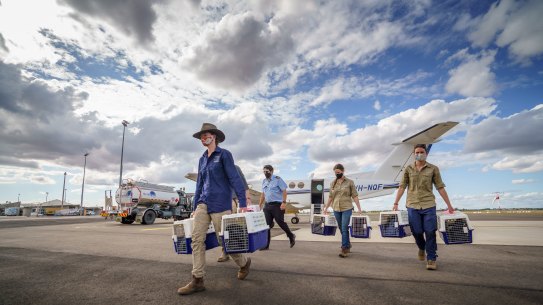 More than 150 animals have been released into feral-free zones in the past six months as work continues to prevent them from extinction.